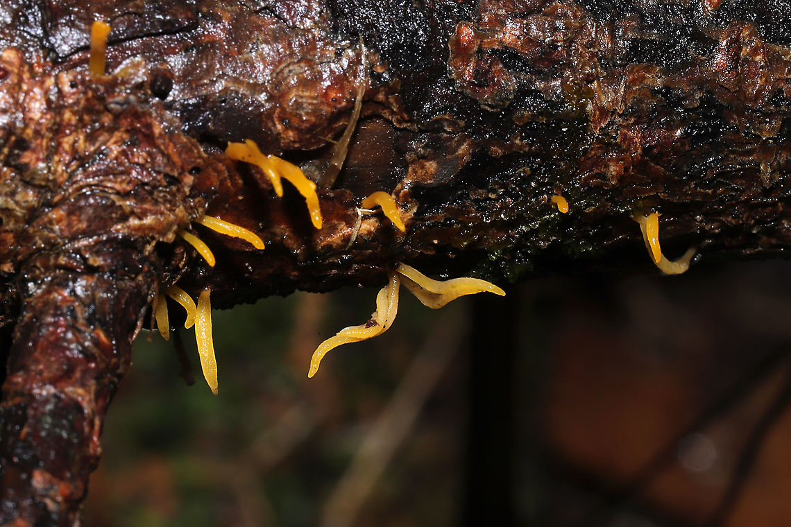 Calocera furcata On a fallen pine branch at a dense mixed forest edge.<br />
<figure class="photo"><a href="https://www.jungledragon.com/image/107084/calocera_furcata.html" title="Calocera furcata"><img src="https://s3.amazonaws.com/media.jungledragon.com/images/3231/107084_thumb.jpg?AWSAccessKeyId=05GMT0V3GWVNE7GGM1R2&Expires=1770854410&Signature=pJO%2FUFfFwc7pXSI5dhXzFqgcj2Y%3D" width="200" height="134" alt="Calocera furcata On a fallen pine branch at a dense mixed forest edge.<br />
https://www.jungledragon.com/image/107085/calocera_furcata.html<br />
 Calocera furcata,Forked Staghorn Fungus,Geotagged,United States,Winter" /></a></figure> Calocera furcata,Forked Staghorn Fungus,Geotagged,United States,Winter