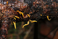 Calocera furcata On a fallen pine branch at a dense mixed forest edge.<br />
https://www.jungledragon.com/image/107084/calocera_furcata.html Calocera furcata,Forked Staghorn Fungus,Geotagged,United States,Winter