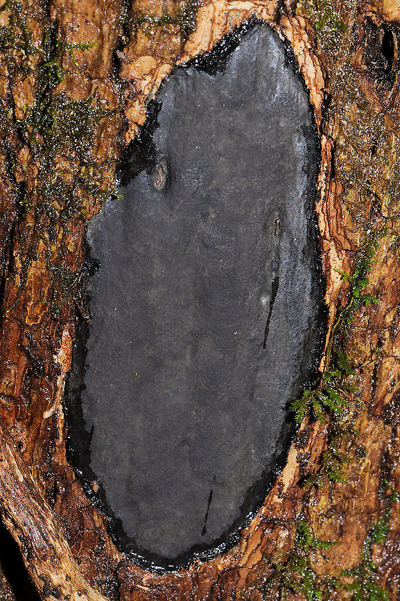 Camillea tinctor Tentative ID. Gonna go back and recheck some features (ostioles and wood staining), but this seems right? Growing on a hardwood tree near a seasonal stream in a dense mixed forest.<br />
<br />
Key I&#039;m using:<br />
<a href="https://miller-mycology-lab.inhs.illinois.edu/files/2020/04/Pyrenomycetes-Great-Smoky-Mountain-National-Park-4-Fungal-Diversity-2007.pdf" rel="nofollow">https://miller-mycology-lab.inhs.illinois.edu/files/2020/04/Pyrenomycetes-Great-Smoky-Mountain-National-Park-4-Fungal-Diversity-2007.pdf</a><br />
<br />
I&#039;ve gone back and corrected these IDs (which I previously thought were Diatrype stigma). This is an entirely different (and new) family!<br />
<figure class="photo"><a href="https://www.jungledragon.com/image/73705/camillea_punctulata.html" title="Camillea punctulata"><img src="https://s3.amazonaws.com/media.jungledragon.com/images/3231/73705_thumb.jpg?AWSAccessKeyId=05GMT0V3GWVNE7GGM1R2&Expires=1763596810&Signature=HB2eEmWE8Edf4QGmjoD6ZQVtc3E%3D" width="102" height="152" alt="Camillea punctulata Growing on a partially decorticated hardwood branch in a dense mixed forest. Camillea punctulata,Common Tarcrust,Diatrype stigma,Geotagged,United States,Winter" /></a></figure> Geotagged,Hypoxylon tinctor,United States,Winter