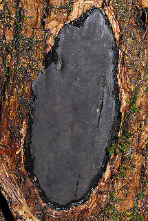 Camillea tinctor Tentative ID. Gonna go back and recheck some features (ostioles and wood staining), but this seems right? Growing on a hardwood tree near a seasonal stream in a dense mixed forest.

Key I'm using:
https://miller-mycology-lab.inhs.illinois.edu/files/2020/04/Pyrenomycetes-Great-Smoky-Mountain-National-Park-4-Fungal-Diversity-2007.pdf

I've gone back and corrected these IDs (which I previously thought were Diatrype stigma). This is an entirely different (and new) family!
https://www.jungledragon.com/image/73705/common_tarcrust_fungus_diatrype_stigma.html Geotagged,Hypoxylon tinctor,United States,Winter