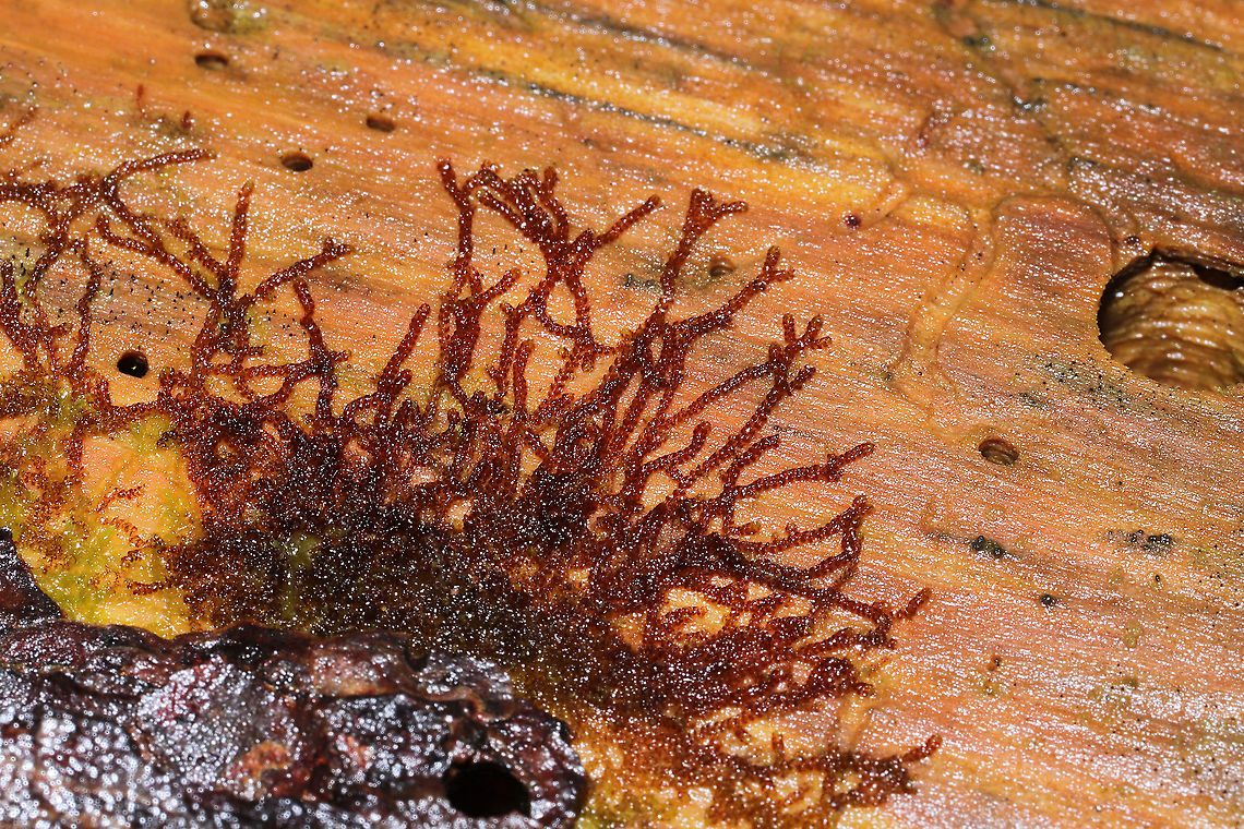 New York Scalewort (Frullania eboracensis) Growing on a saturated, fallen log in a mixed forest understory, near a bubbling spring.<br />
 Frullania eboracensis,Geotagged,New York Scalewort,United States,Winter