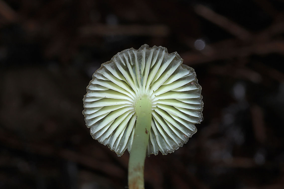 Yellowleg Bonnet (Mycena epipterygia) Growing at the base of a pine tree in a dense mixed forest understory. Farinaceous odor.<br />
<figure class="photo"><a href="https://www.jungledragon.com/image/107157/yellowleg_bonnet_mycena_epipterygia.html" title="Yellowleg Bonnet (Mycena epipterygia)"><img src="https://s3.amazonaws.com/media.jungledragon.com/images/3231/107157_thumb.jpg?AWSAccessKeyId=05GMT0V3GWVNE7GGM1R2&Expires=1767225610&Signature=guGHRSQ7Gtw%2FC1cdx579aqAB8xk%3D" width="102" height="152" alt="Yellowleg Bonnet (Mycena epipterygia) Growing at the base of a pine tree in a dense mixed forest understory.  Farinaceous odor.<br />
https://www.jungledragon.com/image/107156/yellowleg_bonnet_mycena_epipterygia.html Geotagged,Mycena epipterygia,United States,Winter" /></a></figure> Geotagged,Mycena epipterygia,United States,Winter