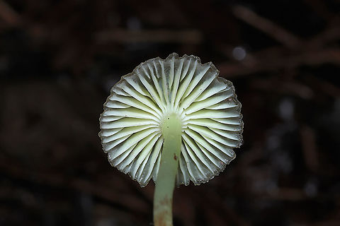 Yellowleg Bonnet (Mycena epipterygia) Growing at the base of a pine tree in a dense mixed forest understory. Farinaceous odor.
https://www.jungledragon.com/image/107157/yellowleg_bonnet_mycena_epipterygia.html Geotagged,Mycena epipterygia,United States,Winter