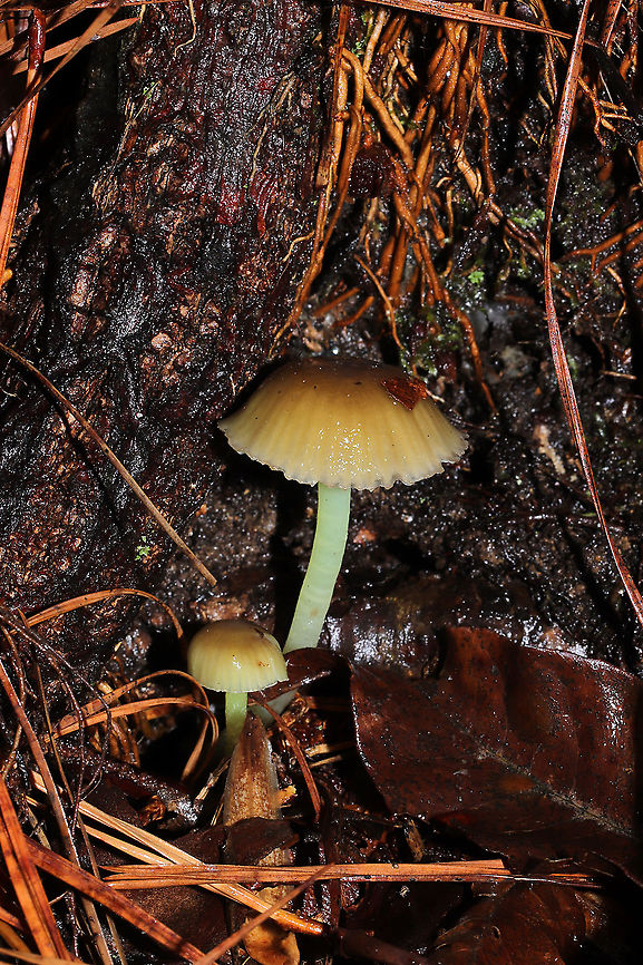 Yellowleg Bonnet (Mycena epipterygia) Growing at the base of a pine tree in a dense mixed forest understory.  Farinaceous odor.<br />
<figure class="photo"><a href="https://www.jungledragon.com/image/107156/yellowleg_bonnet_mycena_epipterygia.html" title="Yellowleg Bonnet (Mycena epipterygia)"><img src="https://s3.amazonaws.com/media.jungledragon.com/images/3231/107156_thumb.jpg?AWSAccessKeyId=05GMT0V3GWVNE7GGM1R2&Expires=1759968010&Signature=jWtleFXdoFH%2Ft1VLTzS3KXKqQgc%3D" width="200" height="134" alt="Yellowleg Bonnet (Mycena epipterygia) Growing at the base of a pine tree in a dense mixed forest understory. Farinaceous odor.<br />
https://www.jungledragon.com/image/107157/yellowleg_bonnet_mycena_epipterygia.html Geotagged,Mycena epipterygia,United States,Winter" /></a></figure> Geotagged,Mycena epipterygia,United States,Winter