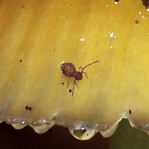 Dicyrtomina sp. Photobomber on Mycena epipterygia. Geotagged,United States,Winter