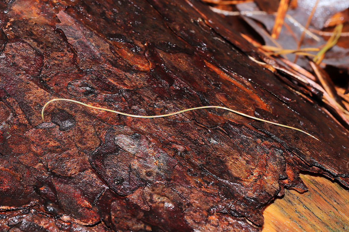 Horsehair Worm (Phylum Nematamorpha) Wriggling in leaf litter in a flooded forest understory (near a bubbling spring). These creepy crawlers were very interested in me and would raise their heads (?) to investigate me while I photographed.<br />
<section class="video"><iframe width="448" height="252" src="https://player.vimeo.com/video/499996635?title=0&byline=0&portrait=0" frameborder="0"></iframe></section><br />
Possibly Gordius sp., but I&#039;m looking into it.<br />
<figure class="photo"><a href="https://www.jungledragon.com/image/107202/horsehair_worm_phylum_nematamorpha.html" title="Horsehair Worm (Phylum Nematamorpha)"><img src="https://s3.amazonaws.com/media.jungledragon.com/images/3231/107202_thumb.jpg?AWSAccessKeyId=05GMT0V3GWVNE7GGM1R2&Expires=1759968010&Signature=QPKhECQJCmy8jUtHqKjr7H9ft54%3D" width="200" height="134" alt="Horsehair Worm (Phylum Nematamorpha) Wriggling in leaf litter in a flooded forest understory (near a bubbling spring). These creepy crawlers were very interested in me and would raise their heads (?) to investigate me while I photographed.<br />
https://vimeo.com/499996635<br />
Possibly Gordius sp., but I&#039;m looking into it. <br />
https://www.jungledragon.com/image/107199/horsehair_worm_phylum_nematamorpha.html<br />
<br />
Despite their cringe factor, horsehair worms are fascinating insect parasites. They are most known for parasitizing crickets, cockroaches, beetles, mantids, and grasshoppers. Their lifecycle is complex, usually beginning with mayfly larvae eating their eggs from bodies of water. Once the mayfly develops into an adult, it is then eaten by other insects which then &quot;activates&quot; the growth of the horsehair worm inside its body. Free-will is hijacked by the parasite, and the insect is driven to find a body of water in which to plunge itself. Here, the parasite exits these parasitized insect in order to reproduce and lay eggs. <br />
A wild video of this process:<br />
https://youtu.be/YB6O7jS_VBM Geotagged,United States,Winter" /></a></figure><br />
Despite their cringe factor, horsehair worms are fascinating insect parasites. They are most known for parasitizing crickets, cockroaches, beetles, mantids, and grasshoppers. Their lifecycle is complex, usually beginning with mayfly larvae eating their eggs from bodies of water. Once the mayfly develops into an adult, it is then eaten by other insects which then &quot;activates&quot; the growth of the horsehair worm inside its body. Free-will is hijacked by the parasite, and the insect is driven to find a body of water in which to plunge itself. Here, the parasite exits these parasitized insect in order to reproduce and lay eggs. <br />
A wild video of this process:<br />
<section class="video"><iframe width="448" height="282" src="https://www.youtube-nocookie.com/embed/YB6O7jS_VBM?hd=1&autoplay=0&rel=0" frameborder="0" allowfullscreen></iframe></section> Geotagged,United States,Winter