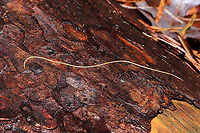Horsehair Worm (Phylum Nematamorpha) Wriggling in leaf litter in a flooded forest understory (near a bubbling spring). These creepy crawlers were very interested in me and would raise their heads (?) to investigate me while I photographed.<br />
https://vimeo.com/499996635<br />
Possibly Gordius sp., but I'm looking into it.<br />
https://www.jungledragon.com/image/107202/horsehair_worm_phylum_nematamorpha.html<br />
Despite their cringe factor, horsehair worms are fascinating insect parasites. They are most known for parasitizing crickets, cockroaches, beetles, mantids, and grasshoppers. Their lifecycle is complex, usually beginning with mayfly larvae eating their eggs from bodies of water. Once the mayfly develops into an adult, it is then eaten by other insects which then "activates" the growth of the horsehair worm inside its body. Free-will is hijacked by the parasite, and the insect is driven to find a body of water in which to plunge itself. Here, the parasite exits these parasitized insect in order to reproduce and lay eggs. <br />
A wild video of this process:<br />
https://youtu.be/YB6O7jS_VBM Geotagged,United States,Winter