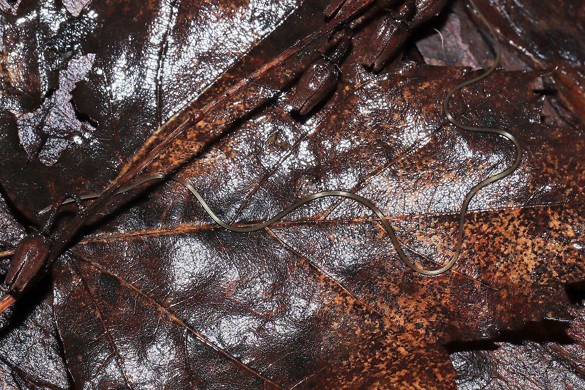Horsehair Worm (Phylum Nematamorpha) Wriggling in leaf litter in a flooded forest understory (near a bubbling spring). These creepy crawlers were very interested in me and would raise their heads (?) to investigate me while I photographed.<br />
Possibly Gordius sp., but I&#039;m looking into it. <br />
<figure class="photo"><a href="https://www.jungledragon.com/image/107201/horsehair_worm_phylum_nematamorpha.html" title="Horsehair Worm (Phylum Nematamorpha)"><img src="https://s3.amazonaws.com/media.jungledragon.com/images/3231/107201_thumb.jpg?AWSAccessKeyId=05GMT0V3GWVNE7GGM1R2&Expires=1767225610&Signature=2jLSVMPHnwyydCDDwz%2FHJ1AetTM%3D" width="200" height="134" alt="Horsehair Worm (Phylum Nematamorpha) Wriggling in leaf litter in a flooded forest understory (near a bubbling spring). These creepy crawlers were very interested in me and would raise their heads (?) to investigate me while I photographed.<br />
<br />
Possibly Gordius sp., but I&#039;m looking into it. <br />
https://www.jungledragon.com/image/107200/horsehair_worm_phylum_nematamorpha.html<br />
<br />
Despite their cringe factor, horsehair worms are fascinating insect parasites. They are most known for parasitizing crickets, cockroaches, beetles, mantids, and grasshoppers. Their lifecycle is complex, usually beginning with mayfly larvae eating their eggs from bodies of water. Once the mayfly develops into an adult, it is then eaten by other insects which then &quot;activates&quot; the growth of the horsehair worm inside its body. Free-will is hijacked by the parasite, and the insect is driven to find a body of water in which to plunge itself. Here, the parasite exits these parasitized insect in order to reproduce and lay eggs. <br />
A wild video of this process:<br />
https://youtu.be/YB6O7jS_VBM Geotagged,United States,Winter" /></a></figure><br />
<br />
Despite their cringe factor, horsehair worms are fascinating insect parasites. They are most known for parasitizing crickets, cockroaches, beetles, mantids, and grasshoppers. Their lifecycle is complex, usually beginning with mayfly larvae eating their eggs from bodies of water. Once the mayfly develops into an adult, it is then eaten by other insects which then &quot;activates&quot; the growth of the horsehair worm inside its body. Free-will is hijacked by the parasite, and the insect is driven to find a body of water in which to plunge itself. Here, the parasite exits these parasitized insect in order to reproduce and lay eggs. <br />
A wild video of this process:<br />
<section class="video"><iframe width="448" height="282" src="https://www.youtube-nocookie.com/embed/YB6O7jS_VBM?hd=1&autoplay=0&rel=0" frameborder="0" allowfullscreen></iframe></section> Geotagged,United States,Winter