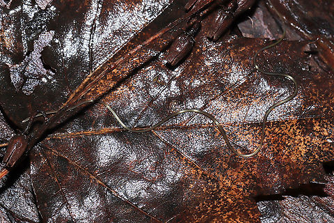 Horsehair Worm (Phylum Nematamorpha) Wriggling in leaf litter in a flooded forest understory (near a bubbling spring). These creepy crawlers were very interested in me and would raise their heads (?) to investigate me while I photographed.
Possibly Gordius sp., but I'm looking into it. 
https://www.jungledragon.com/image/107201/horsehair_worm_phylum_nematamorpha.html
Despite their cringe factor, horsehair worms are fascinating insect parasites. They are most known for parasitizing crickets, cockroaches, beetles, mantids, and grasshoppers. Their lifecycle is complex, usually beginning with mayfly larvae eating their eggs from bodies of water. Once the mayfly develops into an adult, it is then eaten by other insects which then "activates" the growth of the horsehair worm inside its body. Free-will is hijacked by the parasite, and the insect is driven to find a body of water in which to plunge itself. Here, the parasite exits these parasitized insect in order to reproduce and lay eggs. 
A wild video of this process:
https://youtu.be/YB6O7jS_VBM Geotagged,United States,Winter
