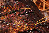 Horsehair Worm (Phylum Nematamorpha) Wriggling in leaf litter in a flooded forest understory (near a bubbling spring). These creepy crawlers were very interested in me and would raise their heads (?) to investigate me while I photographed.<br />
<br />
Possibly Gordius sp., but I'm looking into it. <br />
https://www.jungledragon.com/image/107200/horsehair_worm_phylum_nematamorpha.html<br />
<br />
Despite their cringe factor, horsehair worms are fascinating insect parasites. They are most known for parasitizing crickets, cockroaches, beetles, mantids, and grasshoppers. Their lifecycle is complex, usually beginning with mayfly larvae eating their eggs from bodies of water. Once the mayfly develops into an adult, it is then eaten by other insects which then "activates" the growth of the horsehair worm inside its body. Free-will is hijacked by the parasite, and the insect is driven to find a body of water in which to plunge itself. Here, the parasite exits these parasitized insect in order to reproduce and lay eggs. <br />
A wild video of this process:<br />
https://youtu.be/YB6O7jS_VBM Geotagged,United States,Winter