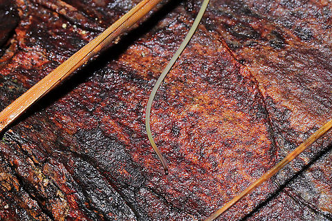 Horsehair Worm (Phylum Nematamorpha) Wriggling in leaf litter in a flooded forest understory (near a bubbling spring). These creepy crawlers were very interested in me and would raise their heads (?) to investigate me while I photographed.
https://vimeo.com/499996635
Possibly Gordius sp., but I'm looking into it. 
https://www.jungledragon.com/image/107199/horsehair_worm_phylum_nematamorpha.html
Despite their cringe factor, horsehair worms are fascinating insect parasites. They are most known for parasitizing crickets, cockroaches, beetles, mantids, and grasshoppers. Their lifecycle is complex, usually beginning with mayfly larvae eating their eggs from bodies of water. Once the mayfly develops into an adult, it is then eaten by other insects which then "activates" the growth of the horsehair worm inside its body. Free-will is hijacked by the parasite, and the insect is driven to find a body of water in which to plunge itself. Here, the parasite exits these parasitized insect in order to reproduce and lay eggs. 
A wild video of this process:
https://youtu.be/YB6O7jS_VBM Geotagged,United States,Winter