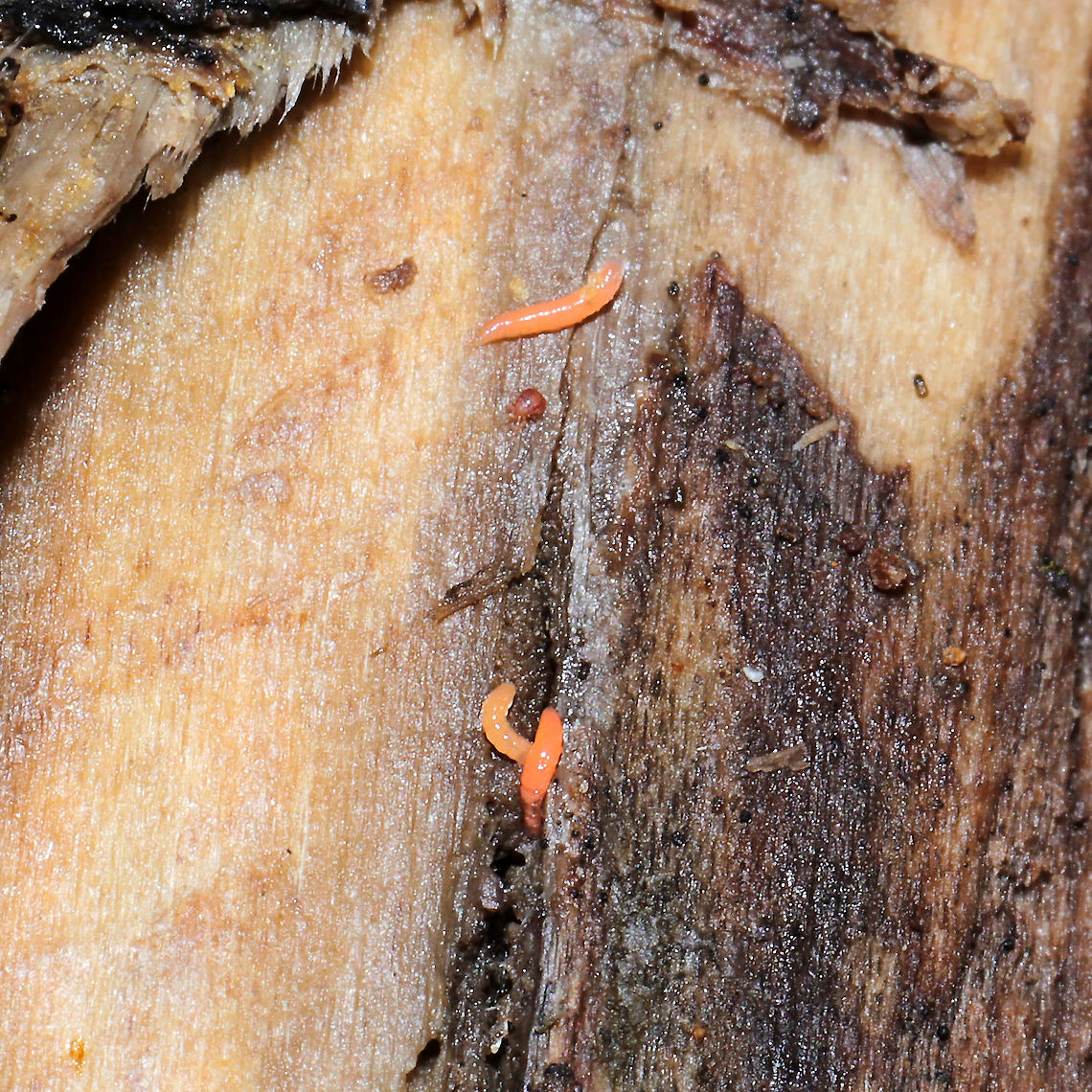 Unknown Diptera Larvae "Neon creamsicle orange" colored larvae under a Tuliptree log/bark. At a dense mixed forest edge. Geotagged,United States,Winter