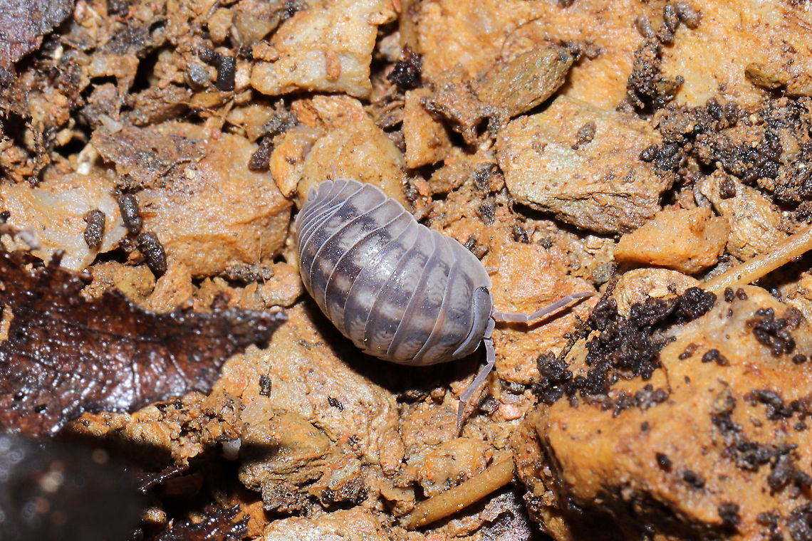 Nosy Pill Woodlouse (Armadillidium nasatum)? Introduced species. Under a log at a dense mixed forest edge.<br />
 Armadillidium nasatum,Geotagged,Nosy Pill Woodlouse,United States,Winter