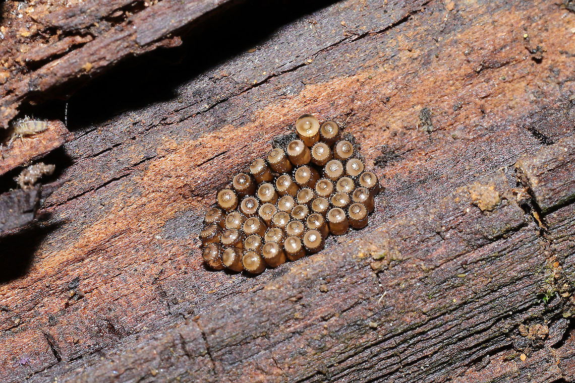 Florida Predatory Stinkbug Eggs (Euthyrhynchus floridanus) Thanks to Arp for helping with the ID!<br />
On rotting oak wood on a meadowy trail (near a wetland).<br />
<figure class="photo"><a href="https://www.jungledragon.com/image/107322/florida_predatory_stinkbug_eggs_euthyrhynchus_floridanus.html" title="Florida Predatory Stinkbug Eggs (Euthyrhynchus floridanus)"><img src="https://s3.amazonaws.com/media.jungledragon.com/images/3231/107322_thumb.jpg?AWSAccessKeyId=05GMT0V3GWVNE7GGM1R2&Expires=1759968010&Signature=y%2FvmwHGW3pddzZQ%2BLSJQKPvJyuc%3D" width="200" height="134" alt="Florida Predatory Stinkbug Eggs (Euthyrhynchus floridanus) Thanks to Arp for helping with the ID!<br />
On rotting oak wood on a meadowy trail (near a wetland).<br />
https://www.jungledragon.com/image/107321/predatory_stink_bug_eggs_subfamily_asopinae.html<br />
 Euthyrhynchus floridanus,Florida Predatory Stink Bug,Geotagged,United States,Winter" /></a></figure> Euthyrhynchus floridanus,Florida Predatory Stink Bug,Geotagged,United States,Winter