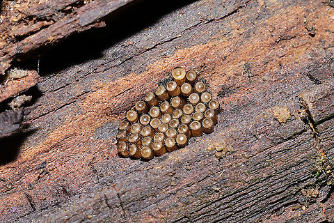 Florida Predatory Stinkbug Eggs (Euthyrhynchus floridanus) Thanks to Arp for helping with the ID!
On rotting oak wood on a meadowy trail (near a wetland).
https://www.jungledragon.com/image/107322/predatory_stink_bug_eggs_subfamily_asopinae.html Euthyrhynchus floridanus,Florida Predatory Stink Bug,Geotagged,United States,Winter
