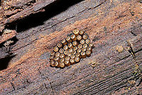 Florida Predatory Stinkbug Eggs (Euthyrhynchus floridanus) Thanks to Arp for helping with the ID!<br />
On rotting oak wood on a meadowy trail (near a wetland).<br />
https://www.jungledragon.com/image/107322/predatory_stink_bug_eggs_subfamily_asopinae.html Euthyrhynchus floridanus,Florida Predatory Stink Bug,Geotagged,United States,Winter