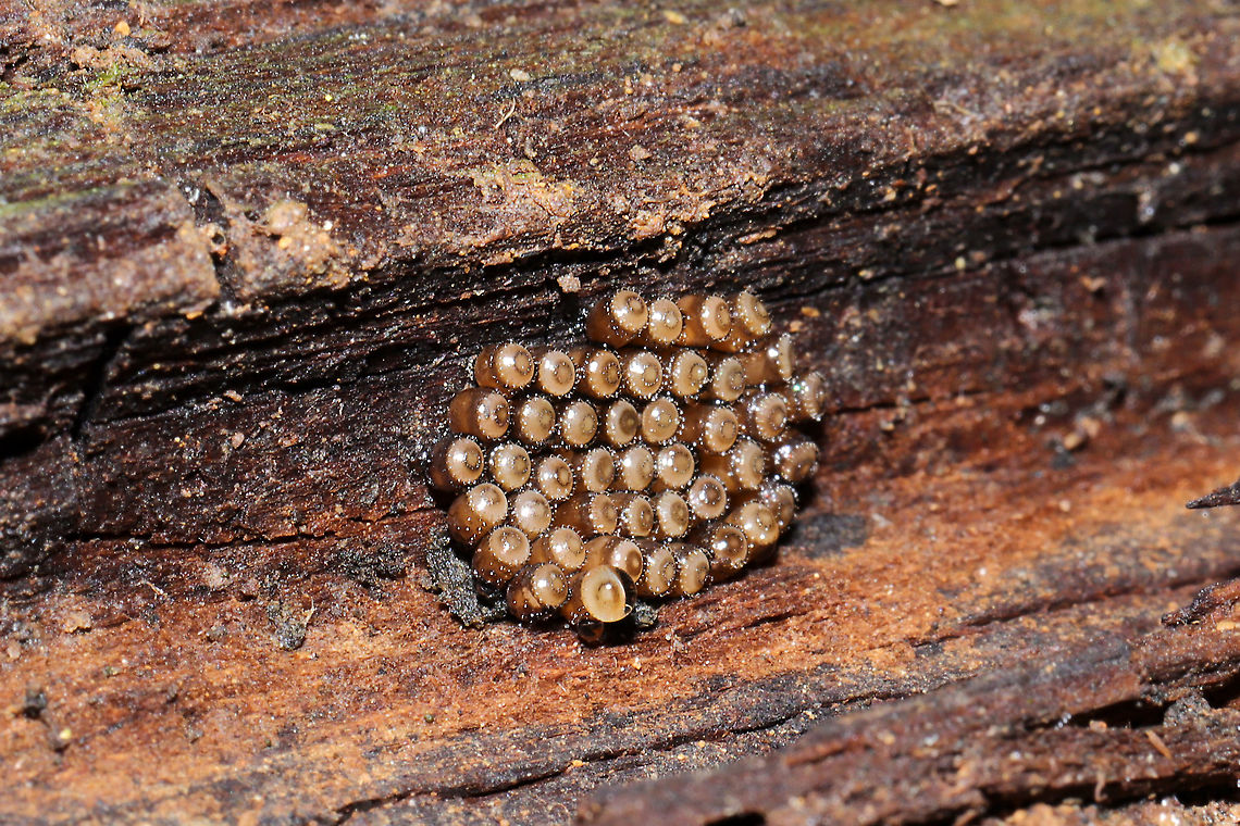 Florida Predatory Stinkbug Eggs (Euthyrhynchus floridanus) Thanks to Arp for helping with the ID!<br />
On rotting oak wood on a meadowy trail (near a wetland).<br />
<figure class="photo"><a href="https://www.jungledragon.com/image/107321/florida_predatory_stinkbug_eggs_euthyrhynchus_floridanus.html" title="Florida Predatory Stinkbug Eggs (Euthyrhynchus floridanus)"><img src="https://s3.amazonaws.com/media.jungledragon.com/images/3231/107321_thumb.jpg?AWSAccessKeyId=05GMT0V3GWVNE7GGM1R2&Expires=1767225610&Signature=MqwDnmmRe9enmHanL9NUsSBb0w4%3D" width="200" height="134" alt="Florida Predatory Stinkbug Eggs (Euthyrhynchus floridanus) Thanks to Arp for helping with the ID!<br />
On rotting oak wood on a meadowy trail (near a wetland).<br />
https://www.jungledragon.com/image/107322/predatory_stink_bug_eggs_subfamily_asopinae.html Euthyrhynchus floridanus,Florida Predatory Stink Bug,Geotagged,United States,Winter" /></a></figure><br />
 Euthyrhynchus floridanus,Florida Predatory Stink Bug,Geotagged,United States,Winter