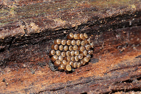 Florida Predatory Stinkbug Eggs (Euthyrhynchus floridanus) Thanks to Arp for helping with the ID!
On rotting oak wood on a meadowy trail (near a wetland).
https://www.jungledragon.com/image/107321/predatory_stink_bug_eggs_subfamily_asopinae.html
 Euthyrhynchus floridanus,Florida Predatory Stink Bug,Geotagged,United States,Winter