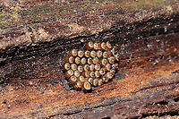 Florida Predatory Stinkbug Eggs (Euthyrhynchus floridanus) Thanks to Arp for helping with the ID!<br />
On rotting oak wood on a meadowy trail (near a wetland).<br />
https://www.jungledragon.com/image/107321/predatory_stink_bug_eggs_subfamily_asopinae.html<br />
Euthyrhynchus floridanus,Florida Predatory Stink Bug,Geotagged,United States,Winter