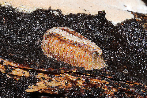 Stagmomantis carolina egg Under a fallen, rotting Quercus marilandica log. Lots of springtails nearby. Carolina Mantis,Geotagged,Stagmomantis carolina,United States,Winter