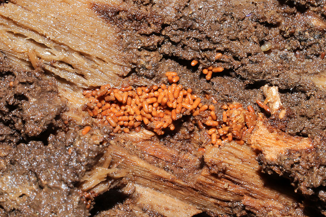 Insect Frass? What I'm assuming is insect frass inside a highly rotted log (I lifted a section up to discover this) at a dense mixed forest edge. Wildly reminded me of "Insect Egg" Slime mold, which I have seen before. Definitely not a slime though!<br />
<figure class="photo"><a href="https://www.jungledragon.com/image/62908/insect-egg_slime_mold_leocarpus_fragilis.html" title="Insect-Egg Slime Mold (Leocarpus fragilis)"><img src="https://s3.amazonaws.com/media.jungledragon.com/images/3231/62908_thumb.jpg?AWSAccessKeyId=05GMT0V3GWVNE7GGM1R2&Expires=1765411210&Signature=1zgiT0Xvf1r%2BxMAcFMN9WiamXgI%3D" width="200" height="142" alt="Insect-Egg Slime Mold (Leocarpus fragilis) Early fruiting bodies of a slime mold growing on pine needles in a forested area in NW Georgia (Floyd County), US. In this "fruiting body" phase, Leocarpus fragilis is often mistaken for insect eggs.<br />
<br />
Leocarpus fragilis also has a plasmodial stage, usually following periods of rain. When the plasmodium runs out of nutrients, it will differentiate into the egg-like fruiting bodies (pictured here). These structures are specialized sporangia which disperse spores after rupturing. Eggshell Slime Mold,Geotagged,Leocarpus fragilis,Summer,United States" /></a></figure> Geotagged,United States,Winter