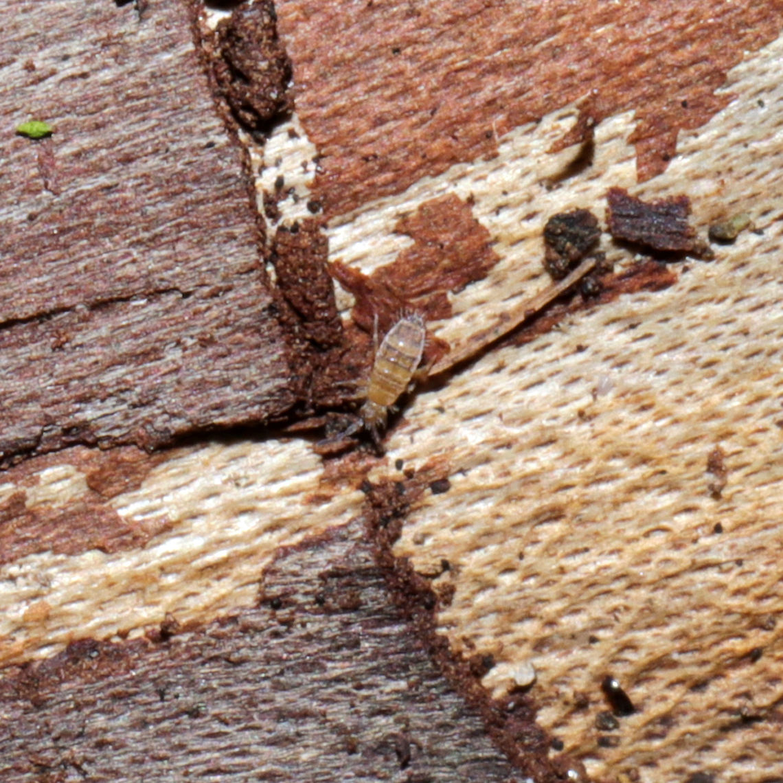 Entomobrya assuta On the underside of a log on a forested trail near a wetland. ID tentative. Feel free to correct me.<br />
<a href="https://bugguide.net/node/view/85733/bgimage" rel="nofollow">https://bugguide.net/node/view/85733/bgimage</a><br />
<br />
<figure class="photo"><a href="https://www.jungledragon.com/image/107383/entomobrya_assuta.html" title="Entomobrya assuta"><img src="https://s3.amazonaws.com/media.jungledragon.com/images/3231/107383_thumb.jpg?AWSAccessKeyId=05GMT0V3GWVNE7GGM1R2&Expires=1767225610&Signature=v9bHcqdmrA5rPSMqb5Tg6g3vBlA%3D" width="200" height="200" alt="Entomobrya assuta On the underside of a log on a forested trail near a wetland. ID tentative. Feel free to correct me.<br />
https://bugguide.net/node/view/85733/bgimage <br />
https://www.jungledragon.com/image/107382/entomobrya_assuta.html Entomobrya assuta,Geotagged,United States,Winter" /></a></figure> Entomobrya assuta,Geotagged,United States