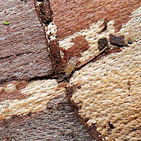 Entomobrya assuta On the underside of a log on a forested trail near a wetland. ID tentative. Feel free to correct me.<br />
https://bugguide.net/node/view/85733/bgimage<br />
<br />
https://www.jungledragon.com/image/107383/entomobrya_assuta.html Entomobrya assuta,Geotagged,United States
