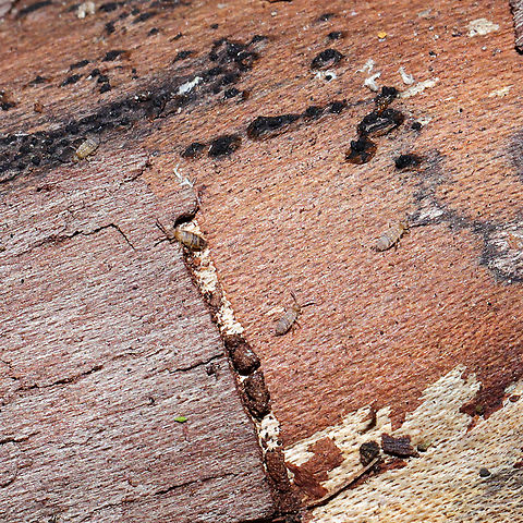 Entomobrya assuta On the underside of a log on a forested trail near a wetland. ID tentative. Feel free to correct me.
https://bugguide.net/node/view/85733/bgimage 
https://www.jungledragon.com/image/107382/entomobrya_assuta.html Entomobrya assuta,Geotagged,United States,Winter