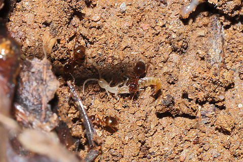 Forcepstails (Metajapyx sp.) My first time even seeing anything in this order (Diplura)! Under a log/leaf litter. Seemed to be living among or invading the territory of ants?
Once again, thanks to Arp for helping me get this narrowed down to a family-level ID!
https://www.jungledragon.com/image/107408/forcepstails_family_japygidae.html Geotagged,United States,Winter