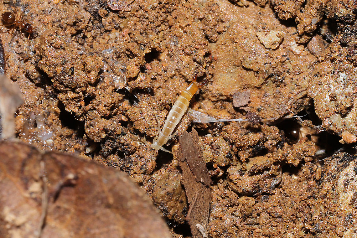 Forcepstails (Metajapyx sp.) My first time even seeing anything in this order (Diplura)! Under a log/leaf litter. Seemed to be living among or invading the territory of ants?<br />
<br />
Once again, thanks to Arp for helping me get this narrowed down to a family-level ID! <br />
<figure class="photo"><a href="https://www.jungledragon.com/image/107407/forcepstails_metajapyx_sp.html" title="Forcepstails (Metajapyx sp.)"><img src="https://s3.amazonaws.com/media.jungledragon.com/images/3231/107407_thumb.jpg?AWSAccessKeyId=05GMT0V3GWVNE7GGM1R2&Expires=1759968010&Signature=DDdtYNEsN6zEmtALGuvQeRE5FdY%3D" width="200" height="134" alt="Forcepstails (Metajapyx sp.) My first time even seeing anything in this order (Diplura)! Under a log/leaf litter. Seemed to be living among or invading the territory of ants?<br />
<br />
Once again, thanks to Arp for helping me get this narrowed down to a family-level ID!<br />
https://www.jungledragon.com/image/107408/forcepstails_family_japygidae.html Geotagged,United States,Winter" /></a></figure> Geotagged,United States,Winter