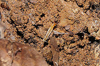 Forcepstails (Metajapyx sp.) My first time even seeing anything in this order (Diplura)! Under a log/leaf litter. Seemed to be living among or invading the territory of ants?<br />
<br />
Once again, thanks to Arp for helping me get this narrowed down to a family-level ID! <br />
https://www.jungledragon.com/image/107407/forcepstails_family_japygidae.html Geotagged,United States,Winter