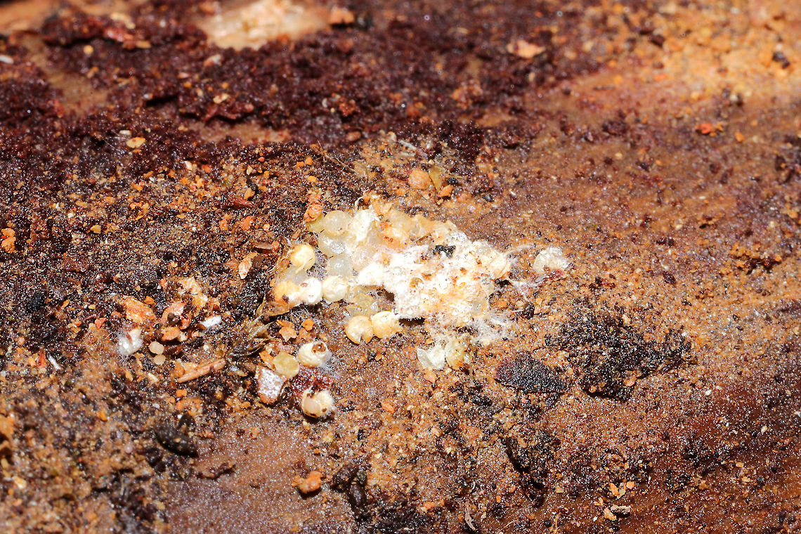 Unknown Eggs On an overturned log in a dense mixed forest understory. I'm assuming some insect or arthropod left them. Geotagged,United States,Winter