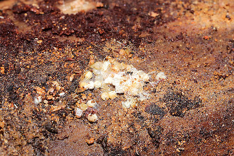 Unknown Eggs On an overturned log in a dense mixed forest understory. I'm assuming some insect or arthropod left them. Geotagged,United States,Winter