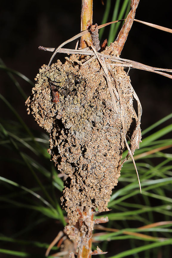 Pine Webworm Moth (Pococera robustella) - Frass Nest Frass nest on a Loblolly pine (Pinus taeda) sapling at a dense mixed forest edge. <br />
<br />
Adult Pine Webworm moths typically lay eggs on pine needles. Larvae then hatch and mine the interior of the pine needles until they are old enough (usually 4th to 6th instars) to spin their own nests like this one --made of frass and silk. Larvae may exit the nest to bring back pine needles for nourishment.  Once the larvae are mature, they drop to the ground where they spin cocoons and ultimately pupate. Geotagged,Pococera robustella,United States,Winter
