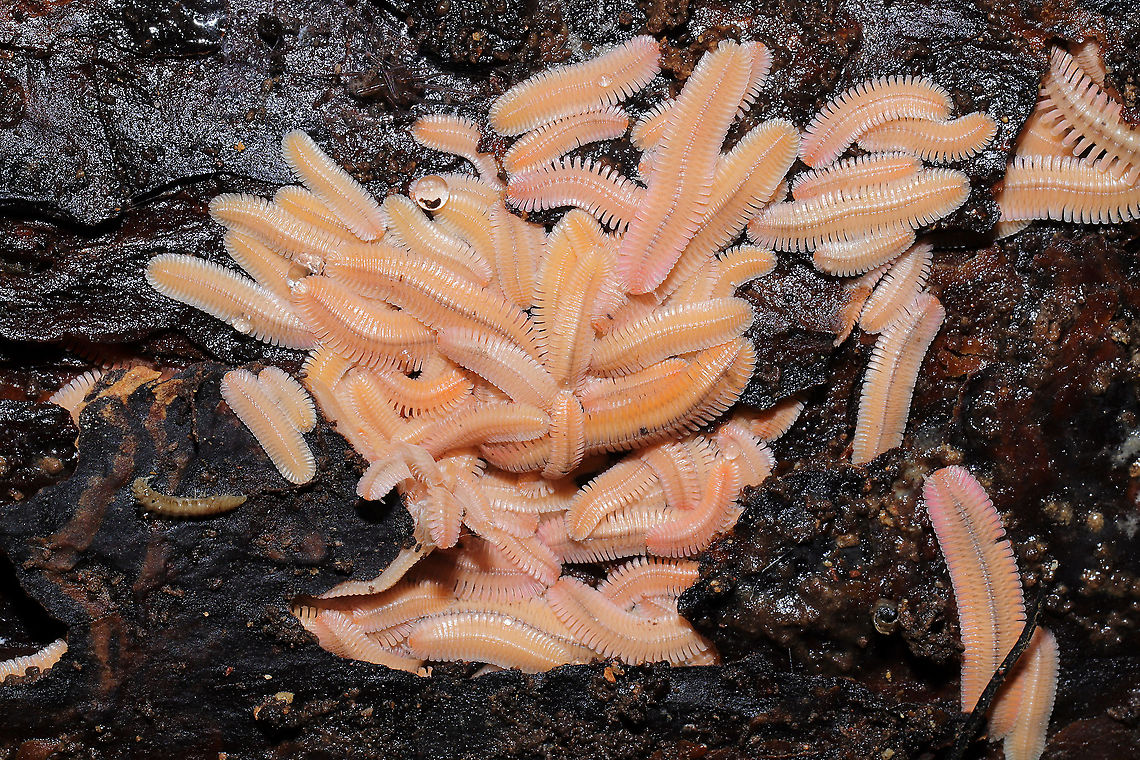 Brachycybe lecontii On the underside of a rotting pine log at a mixed forest edge.<br />
<br />
There are only two species of Brachycybe in my area, and this one fit the description for. B. lecontii. It is better known for this &quot;ivory&quot; appearance. I plan on going back to look into this log a bit further as I&#039;m hoping to find something very interesting! Supposedly, this millipede practices paternal care of eggs!<br />
<br />
Also: A new order on JD! Brachycybe lecontii,Geotagged,United States,Winter