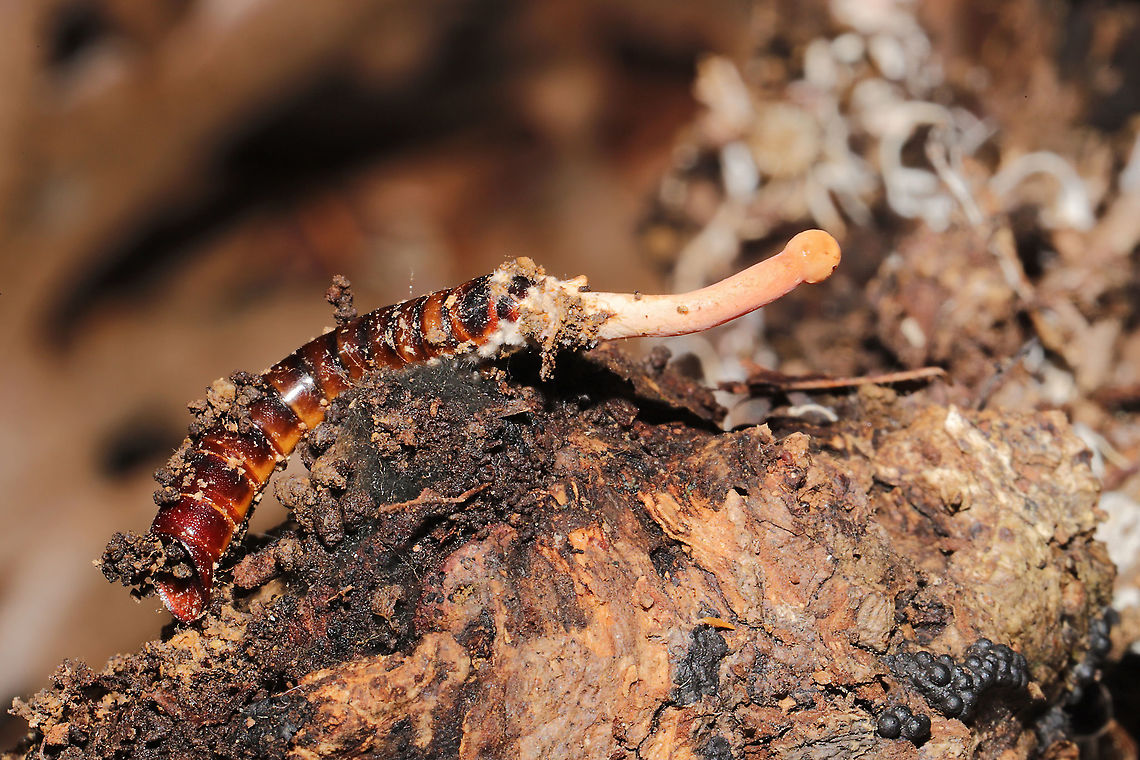 Paraisaria gracilloides Entomopathogenic fungus parasitizing an Elaterid grub. Under a rotting log in a dense mixed (primarily hickory-oak) forest. <br />
<figure class="photo"><a href="https://www.jungledragon.com/image/107566/paraisaria_gracilloides.html" title="Paraisaria gracilloides"><img src="https://s3.amazonaws.com/media.jungledragon.com/images/3231/107566_thumb.jpg?AWSAccessKeyId=05GMT0V3GWVNE7GGM1R2&Expires=1759968010&Signature=QWOULuv98p1oeacQQgcz2aY97q8%3D" width="102" height="152" alt="Paraisaria gracilloides Entomopathogenic fungus parasitizing an Elaterid grub. Under a rotting log in a dense mixed (primarily hickory-oak) forest. <br />
https://www.jungledragon.com/image/107565/cordyceps_sp.html<br />
According to Richard Tehan (one of the N. American experts):<br />
&quot;Awesome find. I believe this is Paraisaria gracillioides or an undescribed congener on an Elaterid beetle larva. It looks like it&rsquo;s probably immature and I doubt ascospores have developed yet. You could maybe plant it back some soil and let it develop more.&quot; Geotagged,Paraisaria gracilloides,United States,Winter" /></a></figure><br />
<br />
According to Richard Tehan (one of the N. American experts):<br />
&quot;Awesome find. I believe this is Paraisaria gracillioides or an undescribed congener on an Elaterid beetle larva. It looks like it&rsquo;s probably immature and I doubt ascospores have developed yet. You could maybe plant it back some soil and let it develop more.&quot; Geotagged,Paraisaria gracilloides,United States,Winter