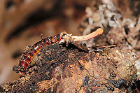 Paraisaria gracilloides Entomopathogenic fungus parasitizing an Elaterid grub. Under a rotting log in a dense mixed (primarily hickory-oak) forest. <br />
https://www.jungledragon.com/image/107566/cordyceps_sp.html<br />
<br />
According to Richard Tehan (one of the N. American experts):<br />
"Awesome find. I believe this is Paraisaria gracillioides or an undescribed congener on an Elaterid beetle larva. It looks like it’s probably immature and I doubt ascospores have developed yet. You could maybe plant it back some soil and let it develop more." Geotagged,Paraisaria gracilloides,United States,Winter