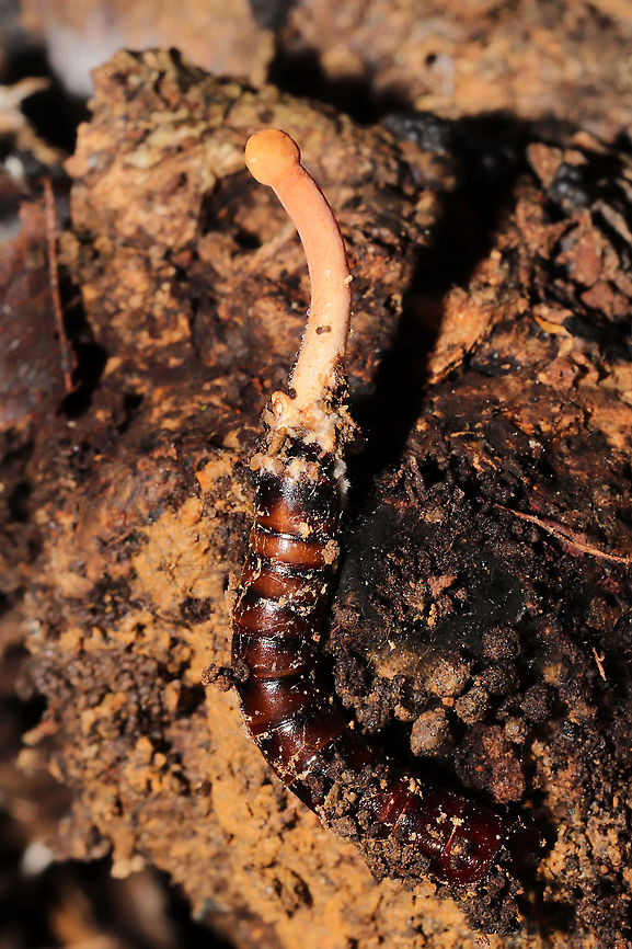 Paraisaria gracilloides Entomopathogenic fungus parasitizing an Elaterid grub. Under a rotting log in a dense mixed (primarily hickory-oak) forest. <br />
<figure class="photo"><a href="https://www.jungledragon.com/image/107565/paraisaria_gracilloides.html" title="Paraisaria gracilloides"><img src="https://s3.amazonaws.com/media.jungledragon.com/images/3231/107565_thumb.jpg?AWSAccessKeyId=05GMT0V3GWVNE7GGM1R2&Expires=1767225610&Signature=AwspBIZkcxJ7yNuF9KzC4z6OzsM%3D" width="200" height="134" alt="Paraisaria gracilloides Entomopathogenic fungus parasitizing an Elaterid grub. Under a rotting log in a dense mixed (primarily hickory-oak) forest. <br />
https://www.jungledragon.com/image/107566/cordyceps_sp.html<br />
<br />
According to Richard Tehan (one of the N. American experts):<br />
&quot;Awesome find. I believe this is Paraisaria gracillioides or an undescribed congener on an Elaterid beetle larva. It looks like it&rsquo;s probably immature and I doubt ascospores have developed yet. You could maybe plant it back some soil and let it develop more.&quot; Geotagged,Paraisaria gracilloides,United States,Winter" /></a></figure><br />
According to Richard Tehan (one of the N. American experts):<br />
&quot;Awesome find. I believe this is Paraisaria gracillioides or an undescribed congener on an Elaterid beetle larva. It looks like it&rsquo;s probably immature and I doubt ascospores have developed yet. You could maybe plant it back some soil and let it develop more.&quot; Geotagged,Paraisaria gracilloides,United States,Winter