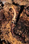 Paraisaria gracilloides Entomopathogenic fungus parasitizing an Elaterid grub. Under a rotting log in a dense mixed (primarily hickory-oak) forest. <br />
https://www.jungledragon.com/image/107565/cordyceps_sp.html<br />
According to Richard Tehan (one of the N. American experts):<br />
"Awesome find. I believe this is Paraisaria gracillioides or an undescribed congener on an Elaterid beetle larva. It looks like it’s probably immature and I doubt ascospores have developed yet. You could maybe plant it back some soil and let it develop more." Geotagged,Paraisaria gracilloides,United States,Winter
