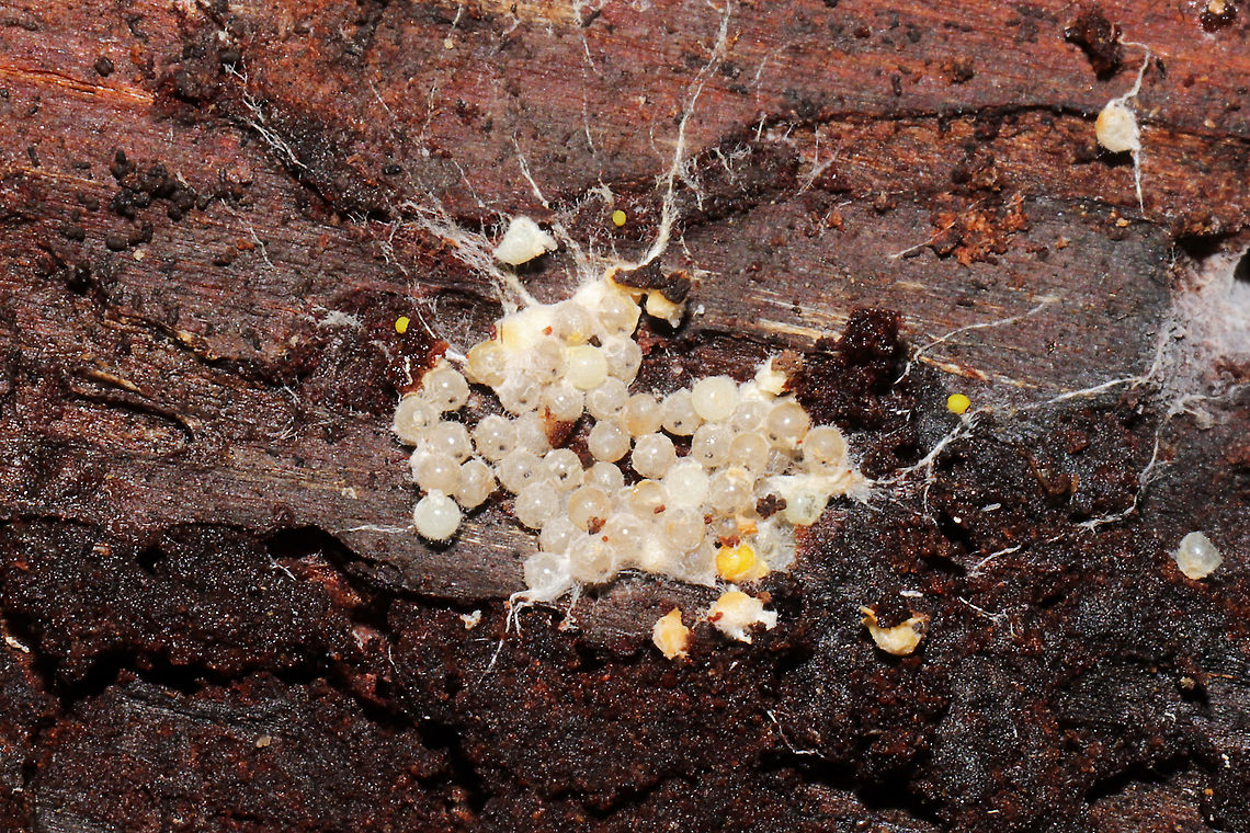 Unknown Eggs Eggs found under rotting pine bark at a dense mixed forest edge.<br />
<figure class="photo"><a href="https://www.jungledragon.com/image/107569/unknown_eggs.html" title="Unknown Eggs"><img src="https://s3.amazonaws.com/media.jungledragon.com/images/3231/107569_thumb.jpg?AWSAccessKeyId=05GMT0V3GWVNE7GGM1R2&Expires=1759968010&Signature=JkSlh2EPMwKWdyuCYYPYDoVTcuw%3D" width="200" height="134" alt="Unknown Eggs Eggs found under rotting pine bark at a dense mixed forest edge.<br />
Also, there is a pupa or something below them?<br />
https://www.jungledragon.com/image/107568/unknown_eggs.html Geotagged,United States,Winter" /></a></figure> Geotagged,United States,Winter