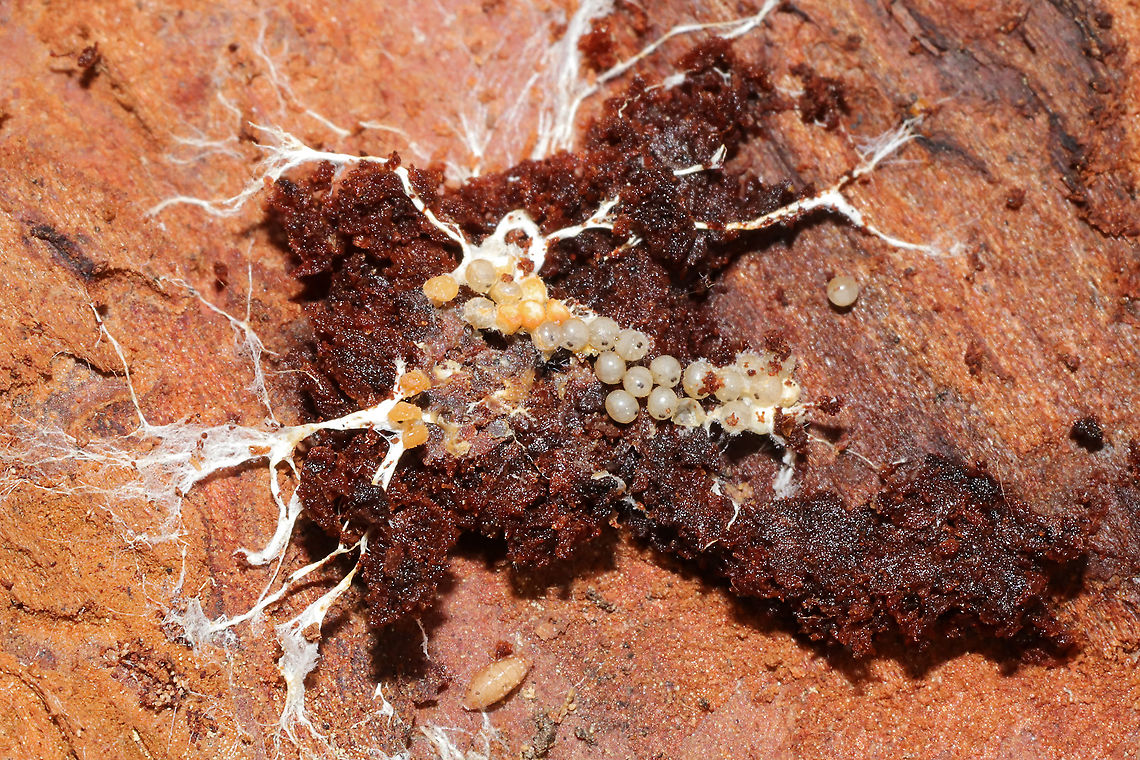 Unknown Eggs Eggs found under rotting pine bark at a dense mixed forest edge.<br />
Also, there is a pupa or something below them?<br />
<figure class="photo"><a href="https://www.jungledragon.com/image/107568/unknown_eggs.html" title="Unknown Eggs"><img src="https://s3.amazonaws.com/media.jungledragon.com/images/3231/107568_thumb.jpg?AWSAccessKeyId=05GMT0V3GWVNE7GGM1R2&Expires=1769040010&Signature=6KHzxoGKtKi%2BueHx%2FTFtkBXYsbA%3D" width="200" height="134" alt="Unknown Eggs Eggs found under rotting pine bark at a dense mixed forest edge.<br />
https://www.jungledragon.com/image/107569/unknown_eggs.html Geotagged,United States,Winter" /></a></figure> Geotagged,United States,Winter