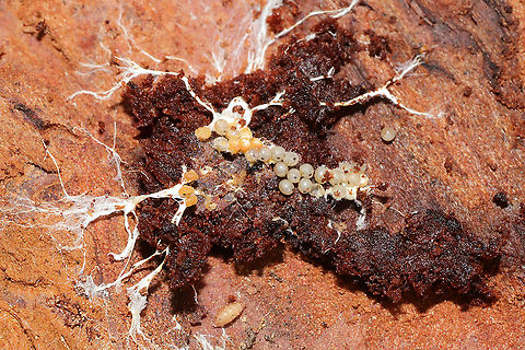 Unknown Eggs Eggs found under rotting pine bark at a dense mixed forest edge.
Also, there is a pupa or something below them?
https://www.jungledragon.com/image/107568/unknown_eggs.html Geotagged,United States,Winter