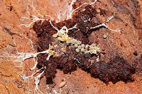 Unknown Eggs Eggs found under rotting pine bark at a dense mixed forest edge.<br />
Also, there is a pupa or something below them?<br />
https://www.jungledragon.com/image/107568/unknown_eggs.html Geotagged,United States,Winter