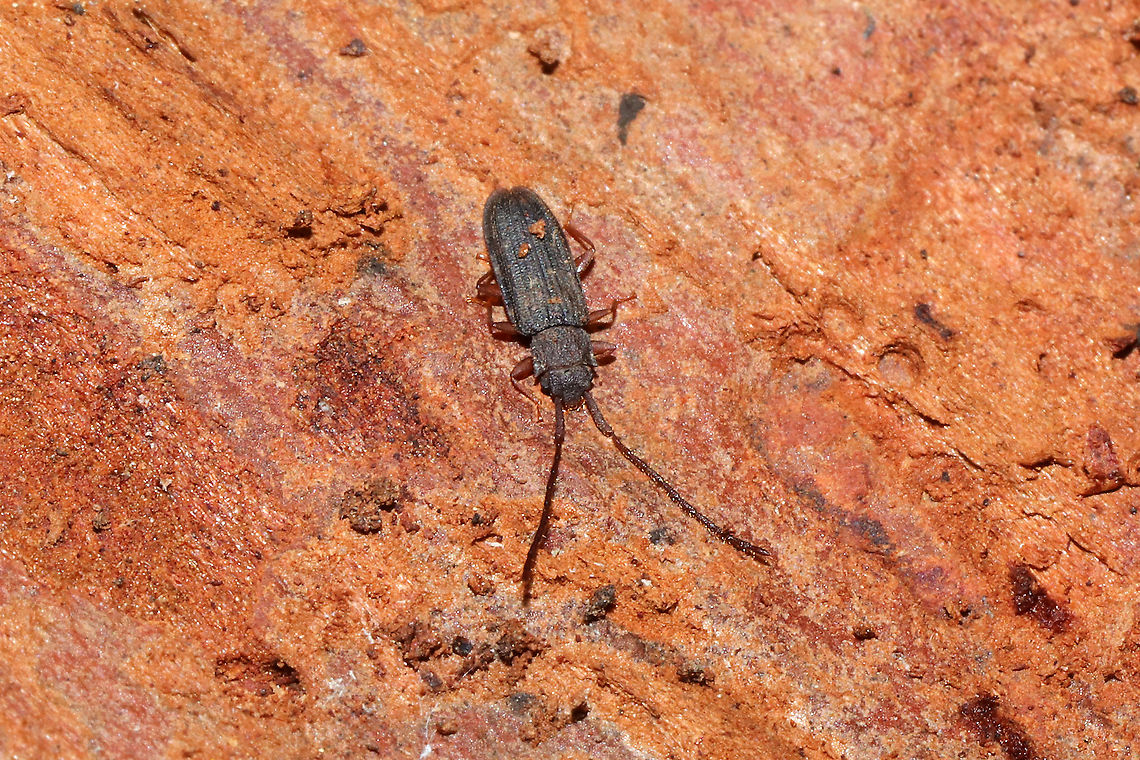 Uleiota dubia Under the bark of a rotting pine log at a dense mixed forest edge. "Generally found under bark, while U. debilis "may be taken by sifting forest-floor debris." <br />
<a href="https://bugguide.net/node/view/2732" rel="nofollow">https://bugguide.net/node/view/2732</a><br />
Also near these eggs:<br />
<figure class="photo"><a href="https://www.jungledragon.com/image/107569/unknown_eggs.html" title="Unknown Eggs"><img src="https://s3.amazonaws.com/media.jungledragon.com/images/3231/107569_thumb.jpg?AWSAccessKeyId=05GMT0V3GWVNE7GGM1R2&Expires=1759968010&Signature=JkSlh2EPMwKWdyuCYYPYDoVTcuw%3D" width="200" height="134" alt="Unknown Eggs Eggs found under rotting pine bark at a dense mixed forest edge.<br />
Also, there is a pupa or something below them?<br />
https://www.jungledragon.com/image/107568/unknown_eggs.html Geotagged,United States,Winter" /></a></figure><br />
<figure class="photo"><a href="https://www.jungledragon.com/image/107592/uleiota_dubia.html" title="Uleiota dubia"><img src="https://s3.amazonaws.com/media.jungledragon.com/images/3231/107592_thumb.jpg?AWSAccessKeyId=05GMT0V3GWVNE7GGM1R2&Expires=1759968010&Signature=VYoszbyDUwboy0aoAvIBmyCGRVg%3D" width="200" height="134" alt="Uleiota dubia Under the bark of a rotting pine log at a dense mixed forest edge. "Generally found under bark, while U. debilis "may be taken by sifting forest-floor debris." <br />
https://bugguide.net/node/view/2732<br />
<br />
Also near these eggs:<br />
https://www.jungledragon.com/image/107569/unknown_eggs.html<br />
https://www.jungledragon.com/image/107591/uleiota_sp.html Geotagged,Uleiota dubia,United States,Winter" /></a></figure> Geotagged,Uleiota dubia,United States,Winter