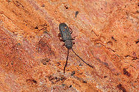 Uleiota dubia Under the bark of a rotting pine log at a dense mixed forest edge. "Generally found under bark, while U. debilis "may be taken by sifting forest-floor debris." <br />
https://bugguide.net/node/view/2732<br />
Also near these eggs:<br />
https://www.jungledragon.com/image/107569/unknown_eggs.html<br />
https://www.jungledragon.com/image/107592/uleiota_sp.html Geotagged,Uleiota dubia,United States,Winter