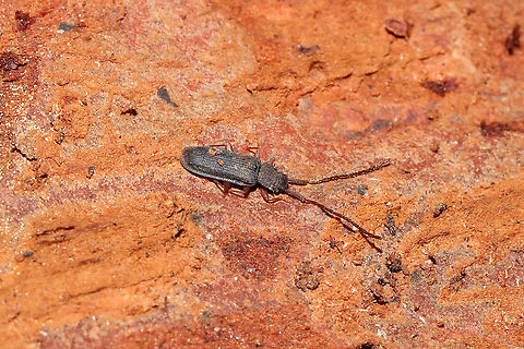 Uleiota dubia Under the bark of a rotting pine log at a dense mixed forest edge. "Generally found under bark, while U. debilis "may be taken by sifting forest-floor debris." 
https://bugguide.net/node/view/2732
Also near these eggs:
https://www.jungledragon.com/image/107569/unknown_eggs.html
https://www.jungledragon.com/image/107591/uleiota_sp.html Geotagged,Uleiota dubia,United States,Winter