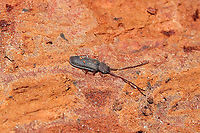 Uleiota dubia Under the bark of a rotting pine log at a dense mixed forest edge. "Generally found under bark, while U. debilis "may be taken by sifting forest-floor debris." <br />
https://bugguide.net/node/view/2732<br />
<br />
Also near these eggs:<br />
https://www.jungledragon.com/image/107569/unknown_eggs.html<br />
https://www.jungledragon.com/image/107591/uleiota_sp.html Geotagged,Uleiota dubia,United States,Winter