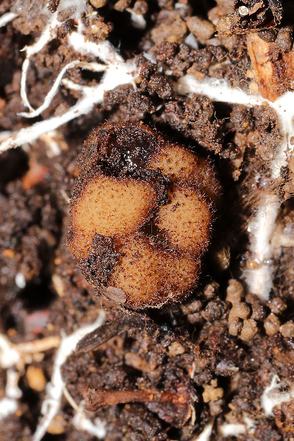 Genea sp. I found these hollow, amorphous fungi found under a log, in soil (and surrounded by mycelia). At a dense mixed forest edge, under mostly hickory and oak trees. Gordon County, GA, US. January 20, 2021. This was a cluster of two that easily popped apart into two pieces in my hands. They were quite fuzzy!<br />
<br />
If I can relocate them, I&#039;m sending these off for sequencing and study at the University of Florida! There is a research team working on this rare and wonderful genus right now...and trying to sort out and name North American species. <br />
<br />
<figure class="photo"><a href="https://www.jungledragon.com/image/107680/genea_sp.html" title="Genea sp."><img src="https://s3.amazonaws.com/media.jungledragon.com/images/3231/107680_thumb.jpg?AWSAccessKeyId=05GMT0V3GWVNE7GGM1R2&Expires=1767225610&Signature=arvQN99RUSDfE1M4g6Ud9PupNEw%3D" width="200" height="200" alt="Genea sp. I found these hollow, amorphous fungi found under a log, in soil (and surrounded by mycelia). At a dense mixed forest edge, under mostly hickory and oak trees. Gordon County, GA, US. January 20, 2021. This was a cluster of two that easily popped apart into two pieces in my hands. They were quite fuzzy!<br />
<br />
If I can relocate them, I&#039;m sending these off for sequencing and study at the University of Florida! There is a research team working on this rare and wonderful genus right now...and trying to sort out and name North American species. <br />
https://www.jungledragon.com/image/107679/genea_sp.html<br />
https://www.jungledragon.com/image/107678/genea_sp.html<br />
https://www.jungledragon.com/image/107677/genea_sp.html  Geotagged,United States,Winter" /></a></figure><br />
<figure class="photo"><a href="https://www.jungledragon.com/image/107678/genea_sp.html" title="Genea sp."><img src="https://s3.amazonaws.com/media.jungledragon.com/images/3231/107678_thumb.jpg?AWSAccessKeyId=05GMT0V3GWVNE7GGM1R2&Expires=1767225610&Signature=uTsnK2lpmuoL2P934My38I9%2FpKE%3D" width="200" height="134" alt="Genea sp. I found these hollow, amorphous fungi found under a log, in soil (and surrounded by mycelia). At a dense mixed forest edge, under mostly hickory and oak trees. Gordon County, GA, US. January 20, 2021. This was a cluster of two that easily popped apart into two pieces in my hands. They were quite fuzzy!<br />
<br />
If I can relocate them, I&#039;m sending these off for sequencing and study at the University of Florida! There is a research team working on this rare and wonderful genus right now...and trying to sort out and name North American species. <br />
https://www.jungledragon.com/image/107680/genea_sp.html<br />
https://www.jungledragon.com/image/107679/genea_sp.html<br />
https://www.jungledragon.com/image/107677/genea_sp.html  Geotagged,United States,Winter" /></a></figure><br />
<figure class="photo"><a href="https://www.jungledragon.com/image/107679/genea_sp.html" title="Genea sp."><img src="https://s3.amazonaws.com/media.jungledragon.com/images/3231/107679_thumb.jpg?AWSAccessKeyId=05GMT0V3GWVNE7GGM1R2&Expires=1767225610&Signature=3d1L6OXwAaYu6V74ss3vHsjEFPA%3D" width="200" height="134" alt="Genea sp. I found these hollow, amorphous fungi found under a log, in soil (and surrounded by mycelia). At a dense mixed forest edge, under mostly hickory and oak trees. Gordon County, GA, US. January 20, 2021. This was a cluster of two that easily popped apart into two pieces in my hands. They were quite fuzzy!<br />
<br />
If I can relocate them, I&#039;m sending these off for sequencing and study at the University of Florida! There is a research team working on this rare and wonderful genus right now...and trying to sort out and name North American species.<br />
https://www.jungledragon.com/image/107680/genea_sp.html<br />
https://www.jungledragon.com/image/107678/genea_sp.html<br />
https://www.jungledragon.com/image/107677/genea_sp.html  Geotagged,United States,Winter" /></a></figure>  Geotagged,United States,Winter