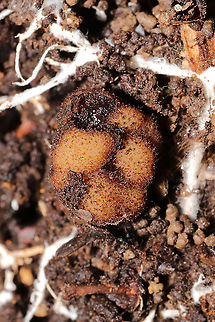 Genea sp. I found these hollow, amorphous fungi found under a log, in soil (and surrounded by mycelia). At a dense mixed forest edge, under mostly hickory and oak trees. Gordon County, GA, US. January 20, 2021. This was a cluster of two that easily popped apart into two pieces in my hands. They were quite fuzzy!

If I can relocate them, I'm sending these off for sequencing and study at the University of Florida! There is a research team working on this rare and wonderful genus right now...and trying to sort out and name North American species. 

https://www.jungledragon.com/image/107680/genea_sp.html
https://www.jungledragon.com/image/107678/genea_sp.html
https://www.jungledragon.com/image/107679/genea_sp.html  Geotagged,United States,Winter