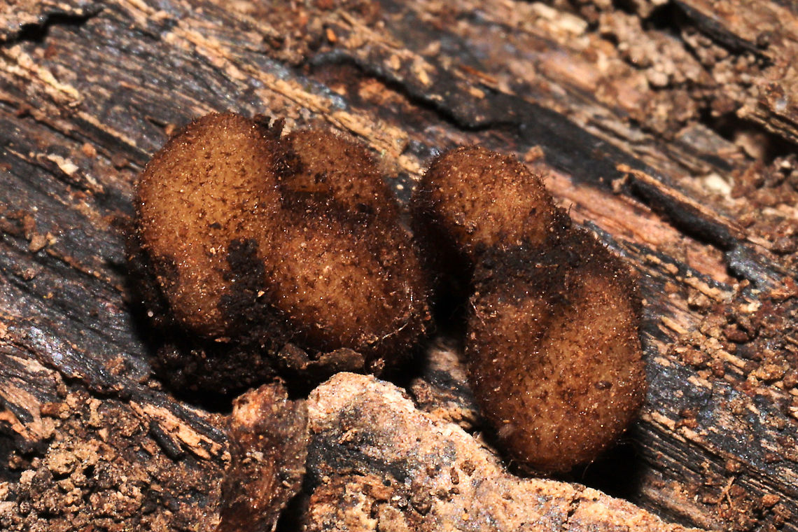 Genea sp. I found these hollow, amorphous fungi found under a log, in soil (and surrounded by mycelia). At a dense mixed forest edge, under mostly hickory and oak trees. Gordon County, GA, US. January 20, 2021. This was a cluster of two that easily popped apart into two pieces in my hands. They were quite fuzzy!<br />
<br />
If I can relocate them, I&#039;m sending these off for sequencing and study at the University of Florida! There is a research team working on this rare and wonderful genus right now...and trying to sort out and name North American species. <br />
<figure class="photo"><a href="https://www.jungledragon.com/image/107680/genea_sp.html" title="Genea sp."><img src="https://s3.amazonaws.com/media.jungledragon.com/images/3231/107680_thumb.jpg?AWSAccessKeyId=05GMT0V3GWVNE7GGM1R2&Expires=1767225610&Signature=arvQN99RUSDfE1M4g6Ud9PupNEw%3D" width="200" height="200" alt="Genea sp. I found these hollow, amorphous fungi found under a log, in soil (and surrounded by mycelia). At a dense mixed forest edge, under mostly hickory and oak trees. Gordon County, GA, US. January 20, 2021. This was a cluster of two that easily popped apart into two pieces in my hands. They were quite fuzzy!<br />
<br />
If I can relocate them, I&#039;m sending these off for sequencing and study at the University of Florida! There is a research team working on this rare and wonderful genus right now...and trying to sort out and name North American species. <br />
https://www.jungledragon.com/image/107679/genea_sp.html<br />
https://www.jungledragon.com/image/107678/genea_sp.html<br />
https://www.jungledragon.com/image/107677/genea_sp.html  Geotagged,United States,Winter" /></a></figure><br />
<figure class="photo"><a href="https://www.jungledragon.com/image/107679/genea_sp.html" title="Genea sp."><img src="https://s3.amazonaws.com/media.jungledragon.com/images/3231/107679_thumb.jpg?AWSAccessKeyId=05GMT0V3GWVNE7GGM1R2&Expires=1767225610&Signature=3d1L6OXwAaYu6V74ss3vHsjEFPA%3D" width="200" height="134" alt="Genea sp. I found these hollow, amorphous fungi found under a log, in soil (and surrounded by mycelia). At a dense mixed forest edge, under mostly hickory and oak trees. Gordon County, GA, US. January 20, 2021. This was a cluster of two that easily popped apart into two pieces in my hands. They were quite fuzzy!<br />
<br />
If I can relocate them, I&#039;m sending these off for sequencing and study at the University of Florida! There is a research team working on this rare and wonderful genus right now...and trying to sort out and name North American species.<br />
https://www.jungledragon.com/image/107680/genea_sp.html<br />
https://www.jungledragon.com/image/107678/genea_sp.html<br />
https://www.jungledragon.com/image/107677/genea_sp.html  Geotagged,United States,Winter" /></a></figure><br />
<figure class="photo"><a href="https://www.jungledragon.com/image/107677/genea_sp.html" title="Genea sp."><img src="https://s3.amazonaws.com/media.jungledragon.com/images/3231/107677_thumb.jpg?AWSAccessKeyId=05GMT0V3GWVNE7GGM1R2&Expires=1767225610&Signature=EW1mckX10oL6Hb9XedNRpSJHmhw%3D" width="102" height="152" alt="Genea sp. I found these hollow, amorphous fungi found under a log, in soil (and surrounded by mycelia). At a dense mixed forest edge, under mostly hickory and oak trees. Gordon County, GA, US. January 20, 2021. This was a cluster of two that easily popped apart into two pieces in my hands. They were quite fuzzy!<br />
<br />
If I can relocate them, I&#039;m sending these off for sequencing and study at the University of Florida! There is a research team working on this rare and wonderful genus right now...and trying to sort out and name North American species. <br />
<br />
https://www.jungledragon.com/image/107680/genea_sp.html<br />
https://www.jungledragon.com/image/107678/genea_sp.html<br />
https://www.jungledragon.com/image/107679/genea_sp.html  Geotagged,United States,Winter" /></a></figure>  Geotagged,United States,Winter